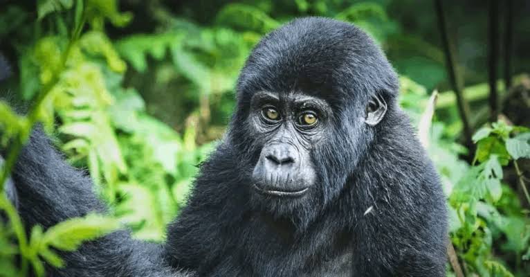 Where-Are-Mountain-Gorillas-Found-in-Africa-Today Where Are Mountain Gorillas Found in Africa Today?