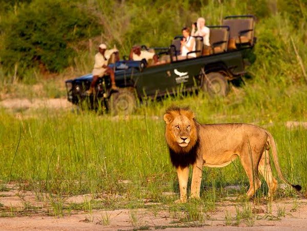 Where to See Lions on an African Safari