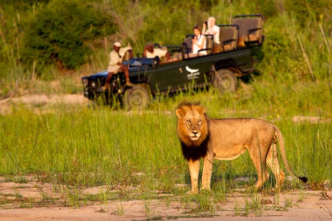 Where to See Lions on an African Safari