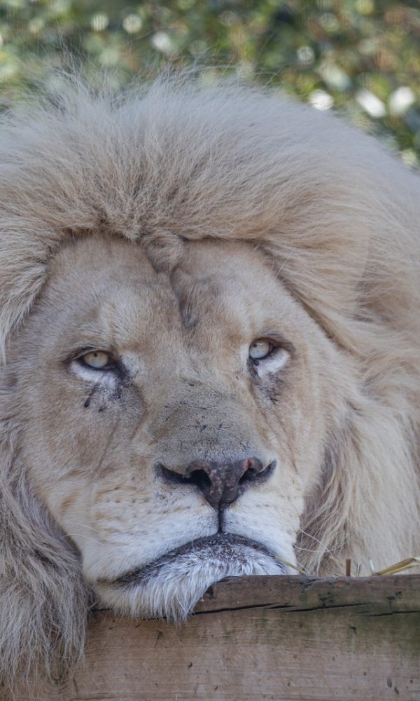 White Lions 600x1000