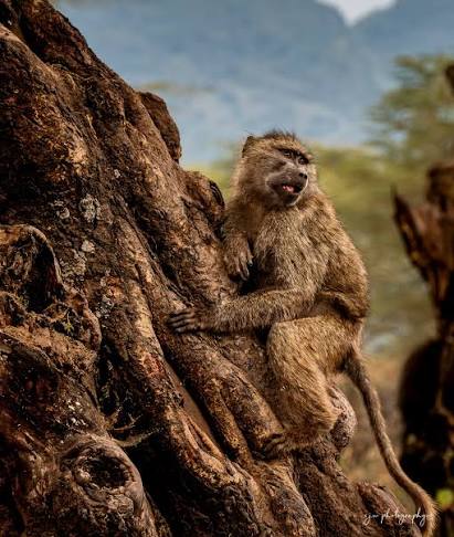 Why Do Baboons Sleep in Trees or on Cliffs?