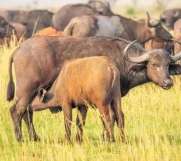 Why Do Buffalo Herds Have Babysitters?