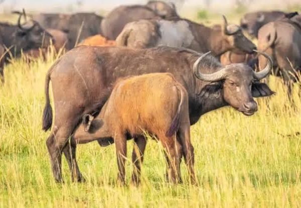 Why Do Buffalo Herds Have Babysitters?