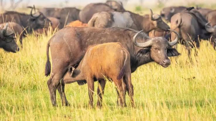 Why Do Buffalo Herds Have Babysitters?