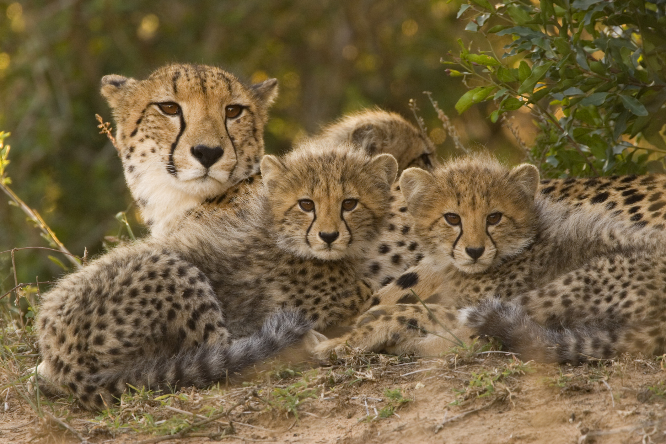 Why Do Cheetahs Have Such Low Genetic Diversity?