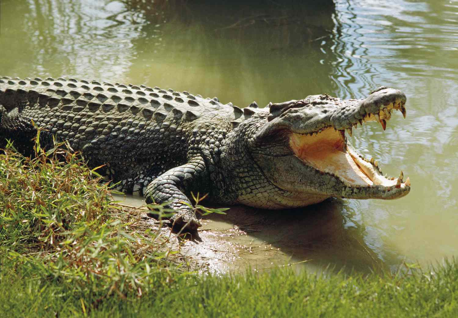 Why Do Crocodiles Bask With Their Mouths Open?