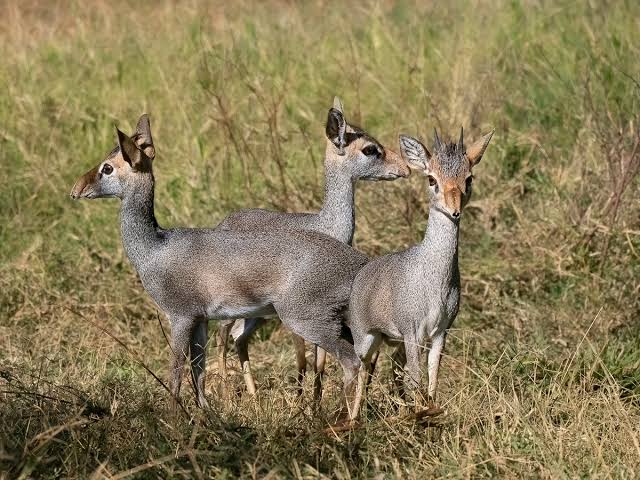 Why Do Dik-Diks Mate for Life?