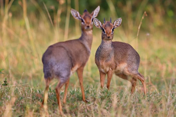 Why Do Dik-Diks Mate for Life?