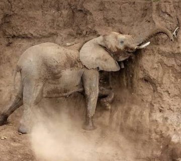 Why Do Elephants Eat Soil and Clay?