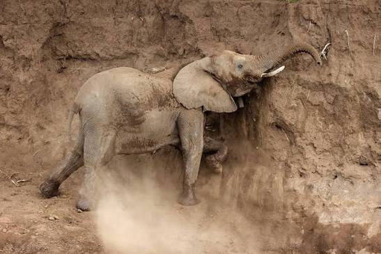 Why Do Elephants Eat Soil and Clay?