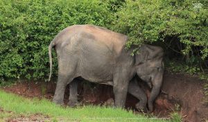 Elephants eating soil and clay to obtain essential minerals in African wildlife habitats.