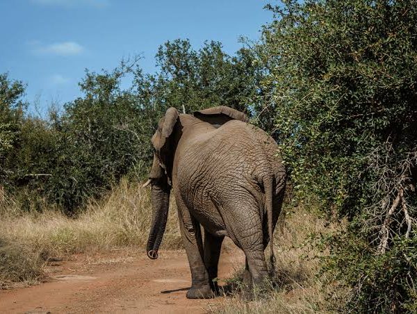 Why Do Elephants Flap Their Ears? The Real Reason
