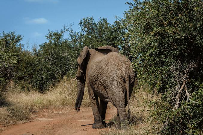 Why Do Elephants Flap Their Ears? The Real Reason