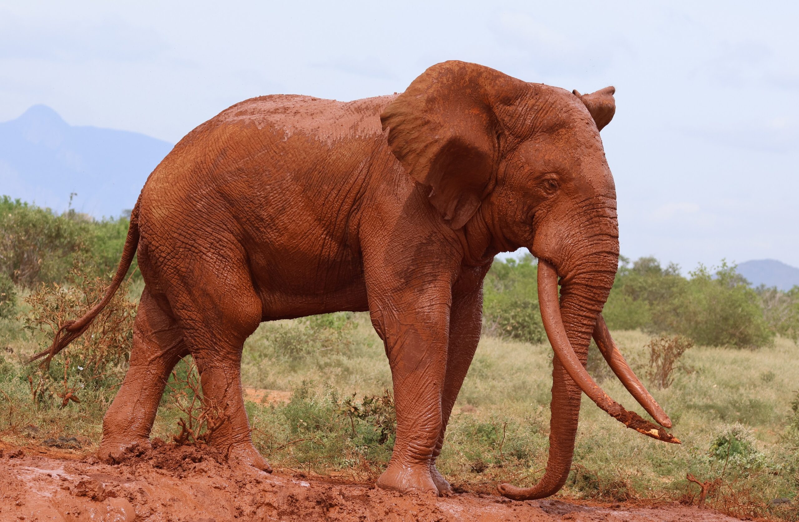 Why Do Elephants Have Such Wrinkled Skin?