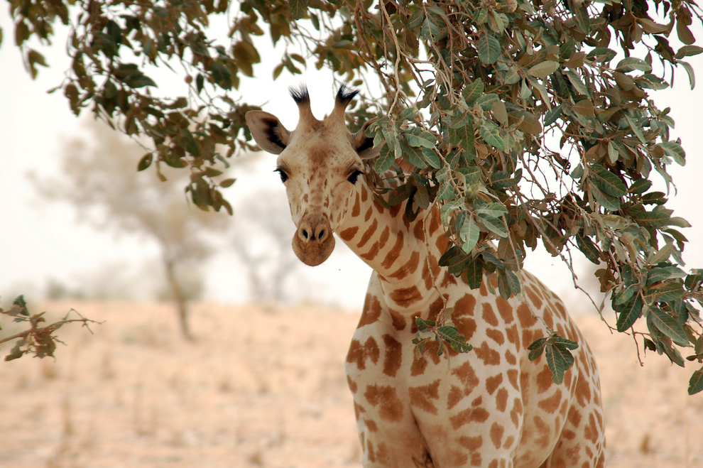 Why Do Giraffes Have Such High Blood Pressure?