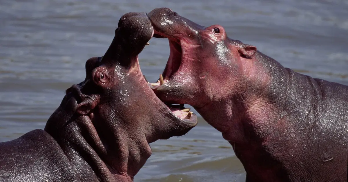 Why Do Hippos Fight Each Other?