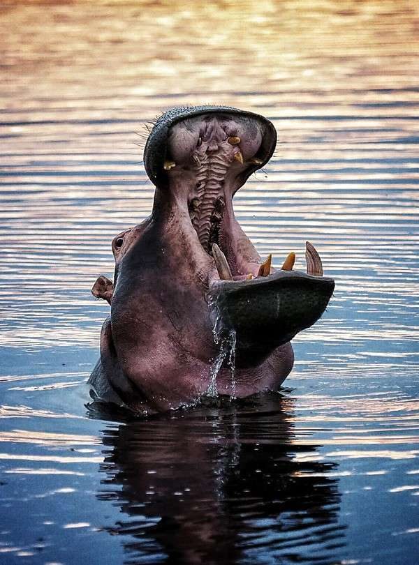 Why Do Hippos Spend All Day in Water?
