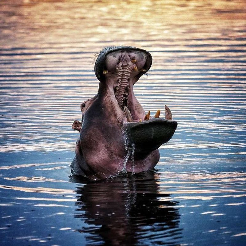 Why Do Hippos Spend All Day in Water?