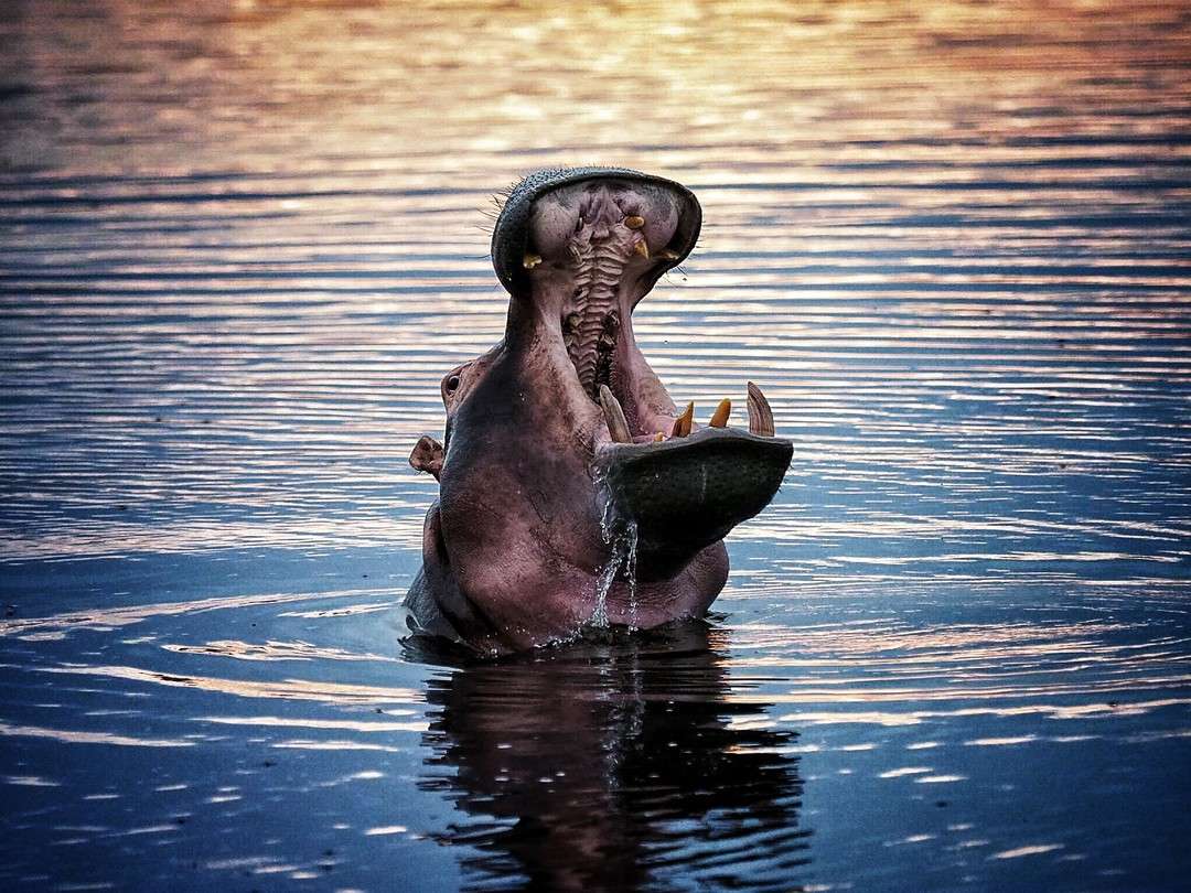 Why Do Hippos Spend All Day in Water?