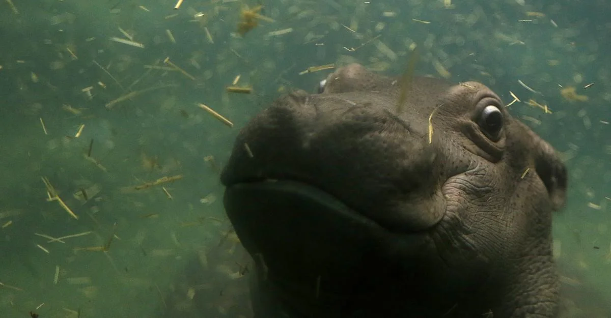 Hippos spending the day submerged in water to stay cool and protect their sensitive skin.