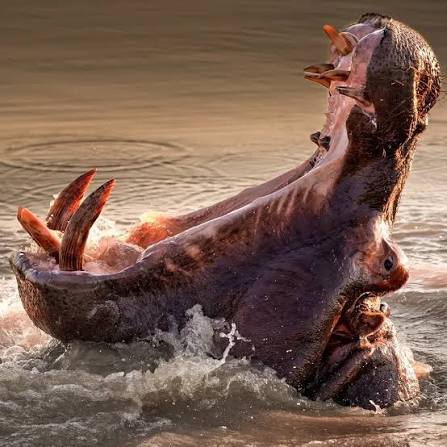 Why Do Hippos Yawn? The Real Reason
