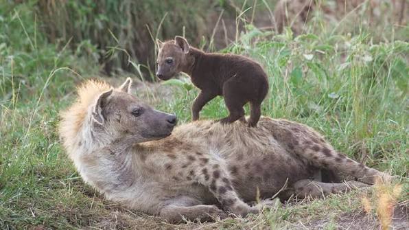 Why Do Hyena Cubs Fight Each Other at Birth?
