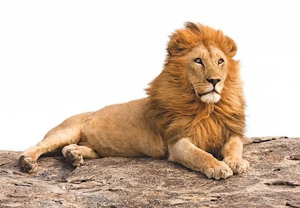Why Do Lions Live in Prides But Tigers Don't?