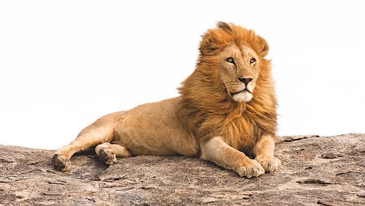 Why Do Lions Have Manes? The Science Behind Them