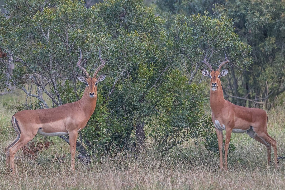 Why Do Male Impala Roar During Rutting Season?