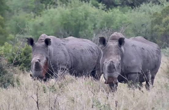 Why Do Rhinos Have Such Poor Eyesight?