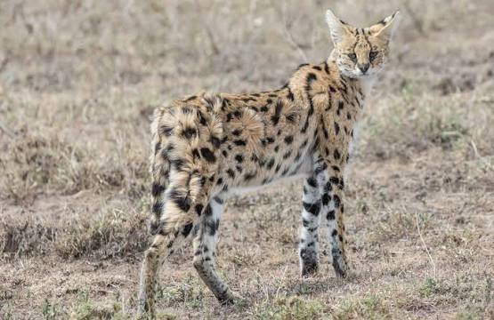 Why Do Servals Have Such Large Ears?
