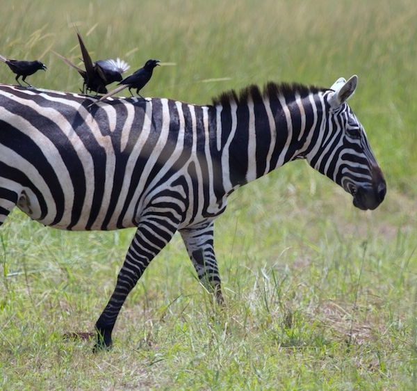 Why Do Zebras Have Stripes? The Science Explained