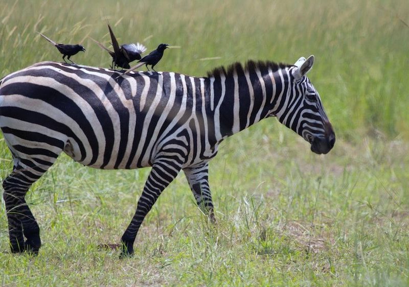 Why Do Zebras Have Stripes? The Science Explained