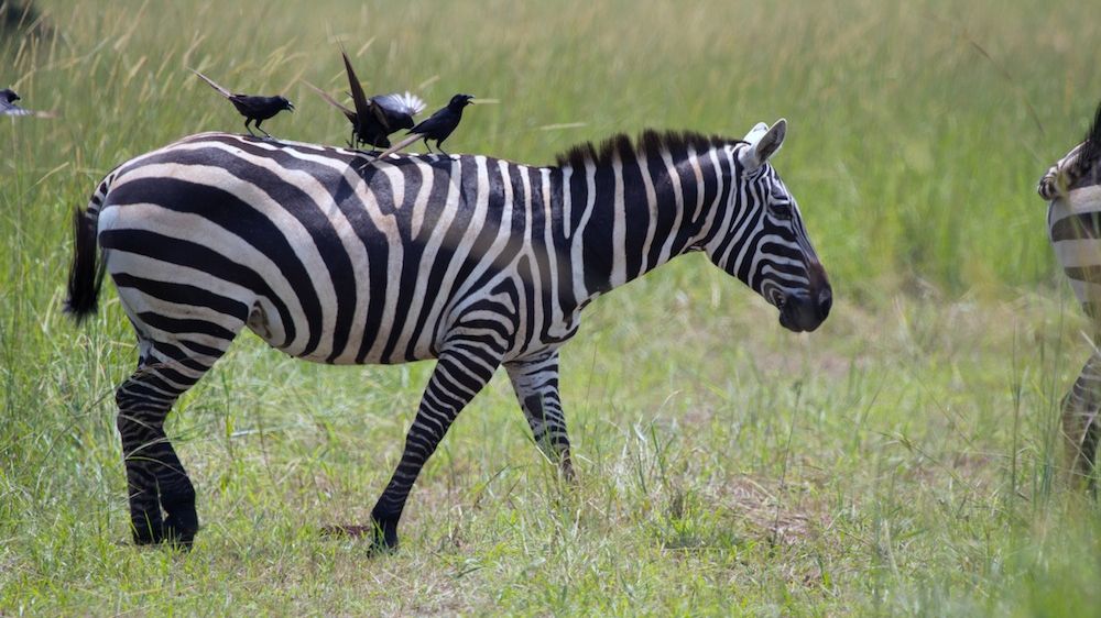 Why Do Zebras Have Stripes? The Science Explained