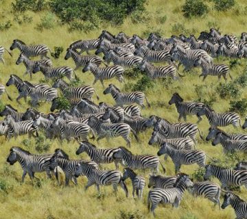 Why Do Zebras Live in Herds?