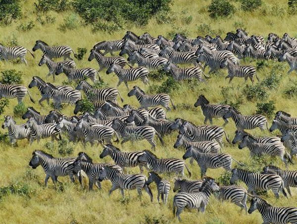 Why Do Zebras Live in Herds?