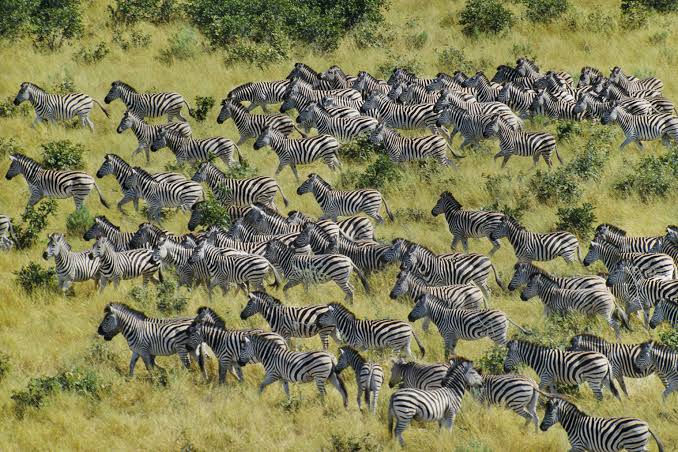 Why Do Zebras Live in Herds?