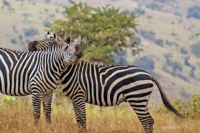 Zebras living in herds for protection from predators, social bonding, and increased vigilance.