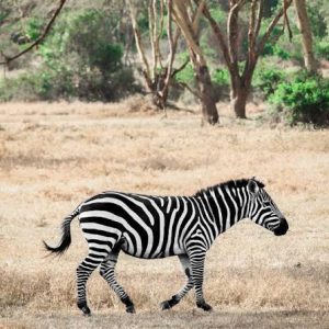 Why Do Zebras Sleep Standing Up?