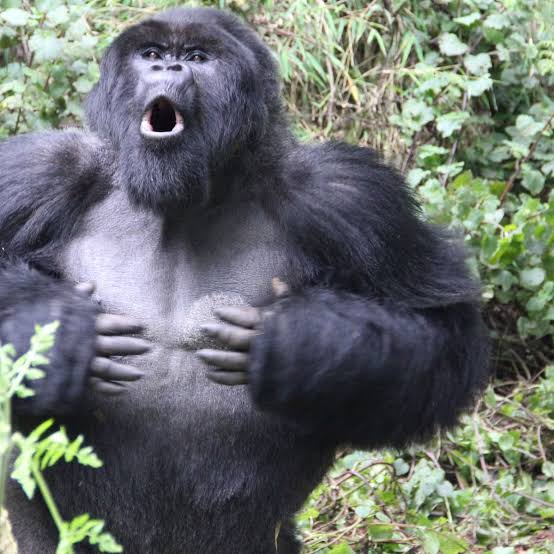 Why Gorillas Beat Their Chests Why Gorillas Beat Their Chests: The Science Behind the Display
