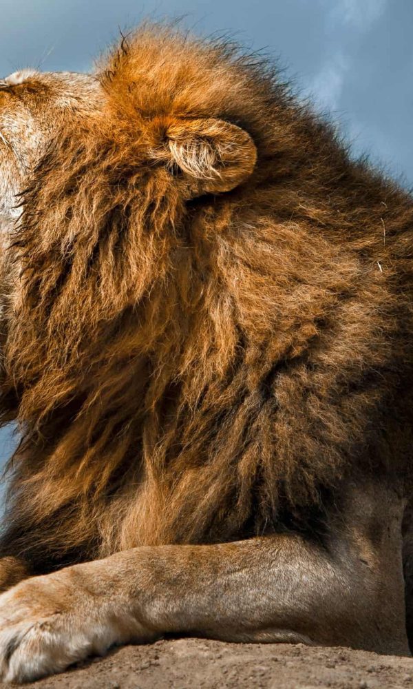 Why Lions Roar: What the Sound Actually Means