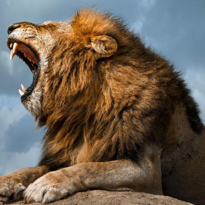 Why Lions Roar: What the Sound Actually Means