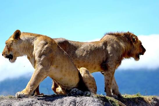 Ngorongoro Crater supports dense lion populations through abundant prey, water, shelter, and protected habitat.