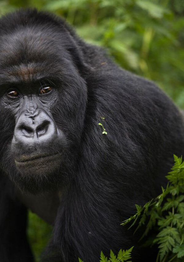 Why Only About 1,000 Mountain Gorillas Remain in the Wild