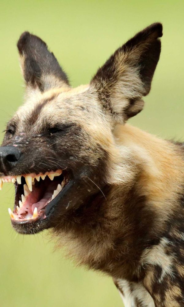 Wild Dogs in East Africa: Where to See Them