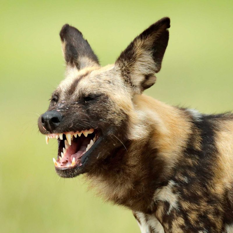 Wild Dogs in East Africa: Where to See Them