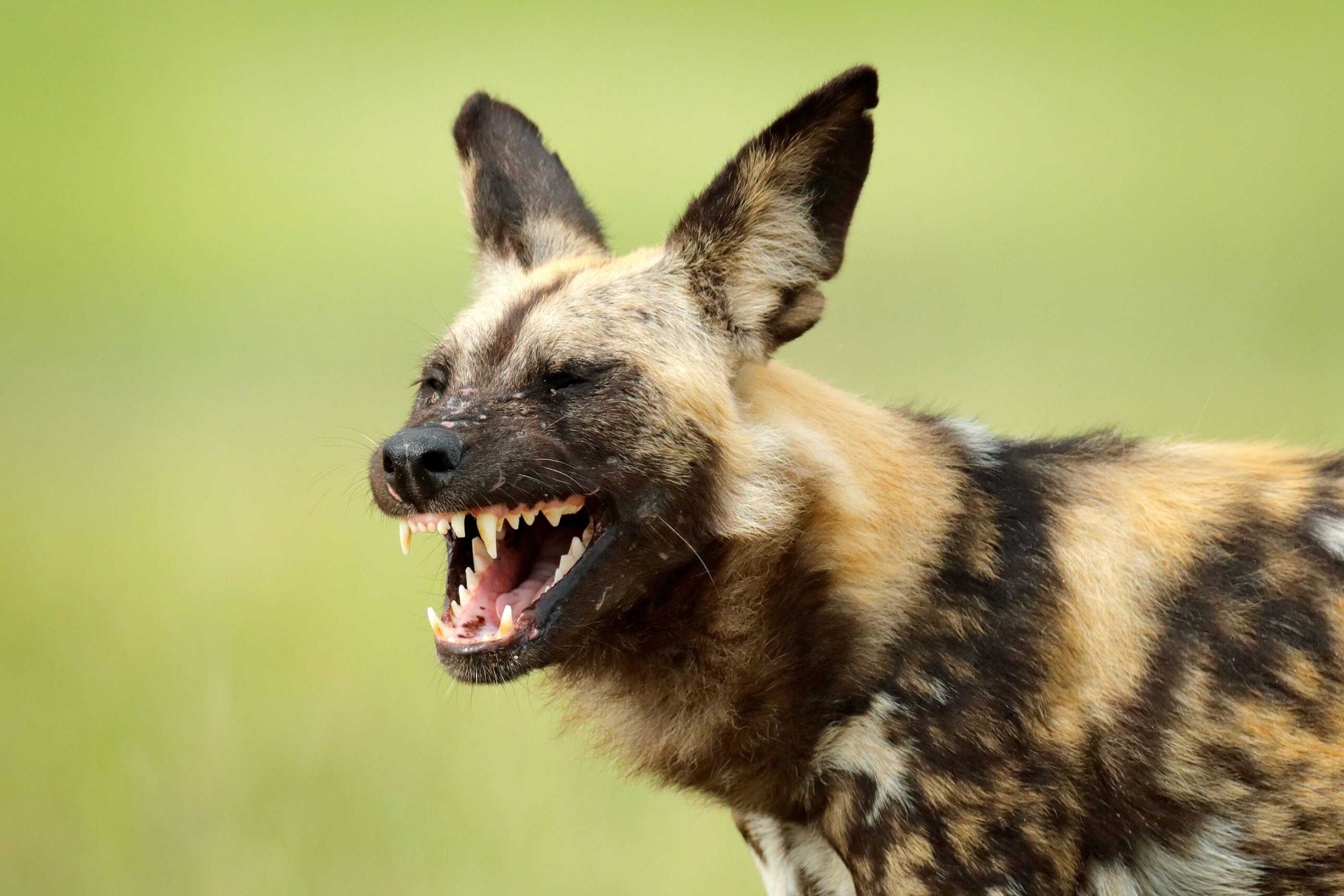 Wild Dogs in East Africa: Where to See Them