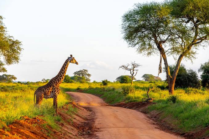 When Are Wildlife Conservation Tourism Permits Cheapest in Lake Bunyonyi?