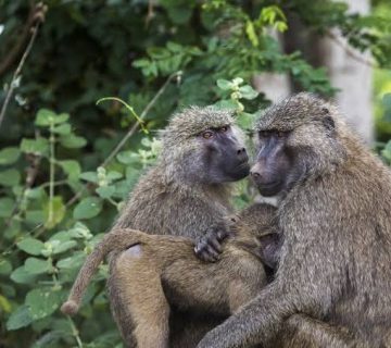 Yellow Baboons of Tarangire National Park