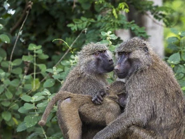 Yellow Baboons of Tarangire National Park